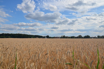 Weizenfeld im Sommer