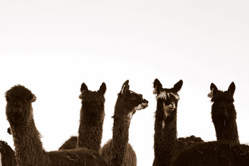 Group of cute lamas on the white background © Laura Richardson1/Wirestock