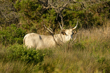 Italy Tuscany Grosseto, natural park of the Maremma nature reserve Alberese Uccellina wild animals in the wild