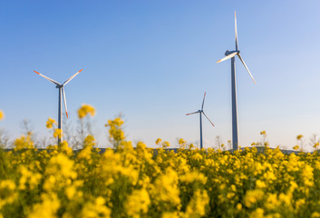 Windrad mit Raps im Vordergrund