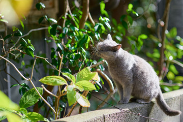 植物を嗅いでいる猫