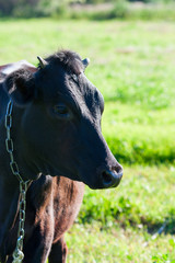 Young black bull on the field in summer, symbol of 2021, new year concept, veterinary medicine, copy space, selective focus