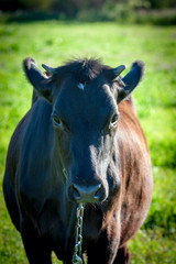 Young black bull on the field in summer, symbol of 2021, close-up, selective focus