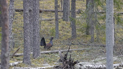 Western capercaillie (Tetrao urogallus), also known as the wood grouse, heather cock, or just capercaillie in pine forest, North of Belarus