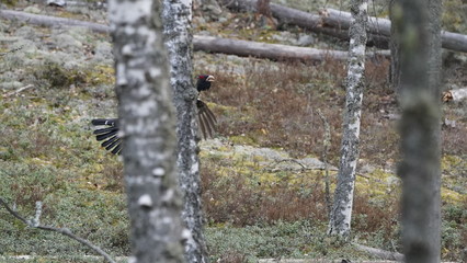 Western capercaillie (Tetrao urogallus), also known as the wood grouse, heather cock, or just capercaillie in pine forest, North of Belarus