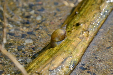 Wasserschnecke