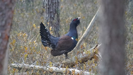 Western capercaillie (Tetrao urogallus), also known as the wood grouse, heather cock, or just capercaillie in pine forest, North of Belarus