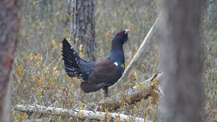 Western capercaillie (Tetrao urogallus), also known as the wood grouse, heather cock, or just capercaillie in pine forest, North of Belarus