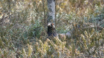 Western capercaillie (Tetrao urogallus), also known as the wood grouse, heather cock, or just capercaillie in pine forest, North of Belarus