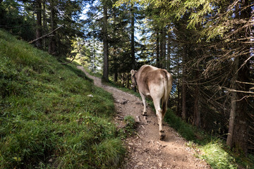 Naklejka na ściany i meble Eine Kuh auf dem Wanderweg im Allgäu