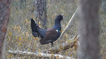 Western capercaillie (Tetrao urogallus), also known as the wood grouse, heather cock, or just capercaillie in pine forest, North of Belarus