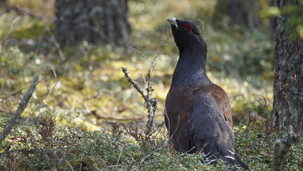 Western capercaillie (Tetrao urogallus), also known as the wood grouse, heather cock, or just capercaillie in pine forest, North of Belarus