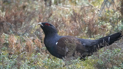 Western capercaillie (Tetrao urogallus), also known as the wood grouse, heather cock, or just capercaillie in pine forest, North of Belarus