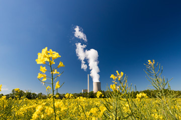 Kohlekraftwerk mit Kühlturm und Raps im Vordergrund