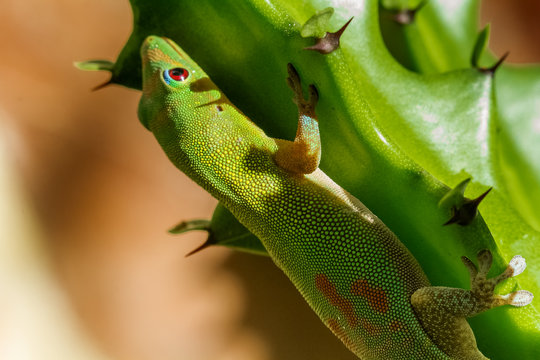 Fototapeta Gecko sur euphorbia 