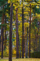 Fototapeta premium Yellow leaves on the trees in the last days of autumn.