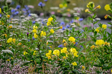 Evening-primrose and other wildflowers growing by the side of the road in summer in the Netherlands