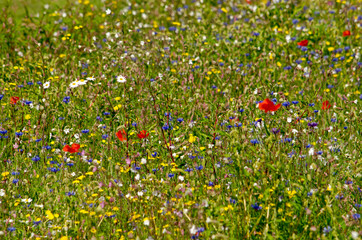 Field with tall grass and various kinds of wildflowers, including daisies, poppies and chicory, on a sunny day in summer