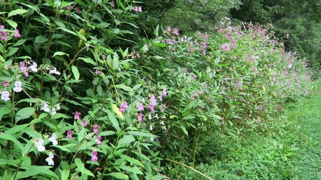 Himalayan balsam (Impatiens glandulifera) in blossom