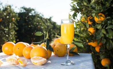 orange juice and oranges on table in orchard