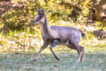 Chamois running