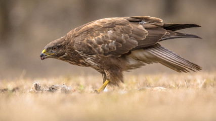 Common Buzzard with prey