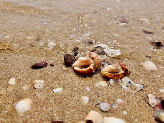 empty shells on a beach