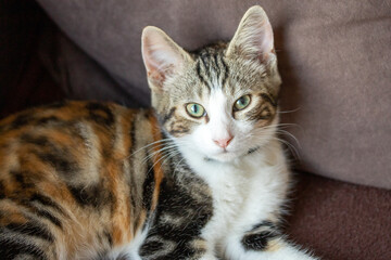 chaton de plusieurs couleurs allongé sur un canapé