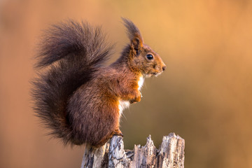 Red squirrel sitting bright background large