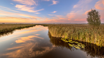 River through marshland with floating water lily