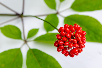 Red rounded fruit of the medicinal plant ginseng. in the background green leaves of ginseng in blur.