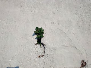 Growing on the wall