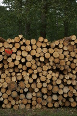 Stack of wood in Szczawinski Forest.