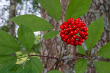 Red rounded fruit of the medicinal plant ginseng. in the background green leaves of ginseng in blur.