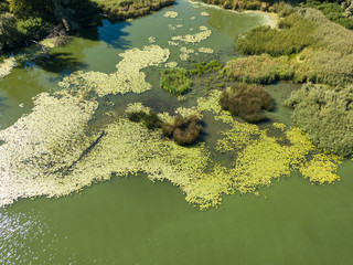 Green bank of the Dnieper river on a summer sunny day. Aerial drone view.