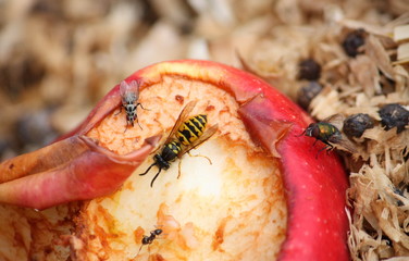 Nahaufnahme von Insekten auf einem Apfel im Kompost, Fliegen, Hornisse und Ameise