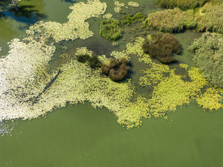 Green bank of the Dnieper river on a summer sunny day. Aerial drone view.