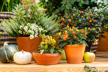 Orange nightshade berries and small paprika fruits in clay pots, greenhouse garden decor. Fresh natural vegetables in pots. Autumn still life, harvest