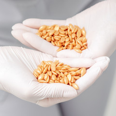 Hard wax beans or seeds in palms of human hands in protective gloves