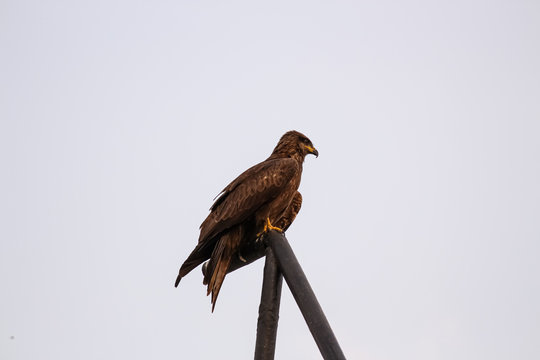 A red tailed hawk perched