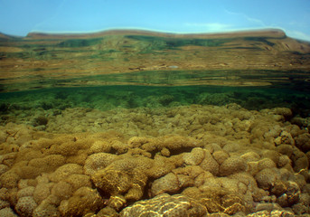 coral reefs caribbean sea Venezuela