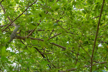 Fototapeta premium Chaotic branched and leaves. Plant fight to get to the top
