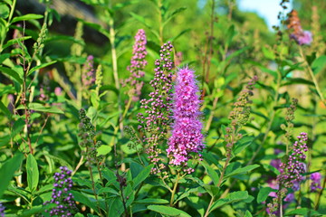 blossom of hardhack (Spiraea douglasii or Spiraea salicifolia) or steeplebush, Douglas' spirea,...