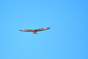 Mäusebussard im Flug in der Oberlausitz	