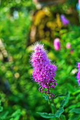 blossom of hardhack (Spiraea douglasii or Spiraea salicifolia) or steeplebush, Douglas' spirea,...