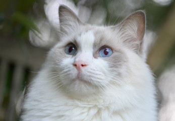 Ragdoll Cat Portrait