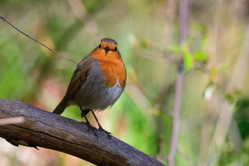 Rotkehlchen (Erithacus rubecula)	