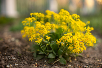 Yellow alissum bush flowers grow in the summer garden