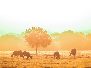 Herds of buffalo in the desert at sunset