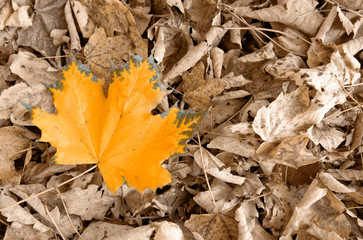 Yellow autumn maple leaf isolated on a color background.